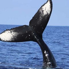 the tail of a whale above water