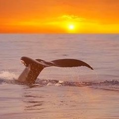the tail of a whale above water
