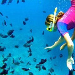 person snorkeling under water among fish