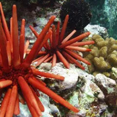 sea urchins under water