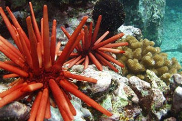 sea urchins under water