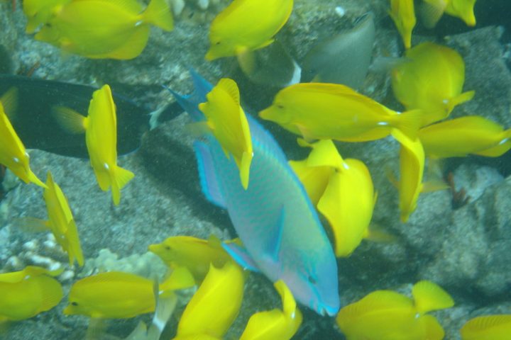 fish in coral reef