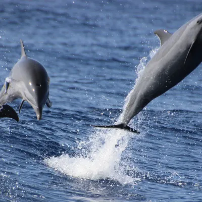spinner dolphins