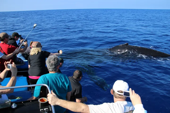 people whale watching