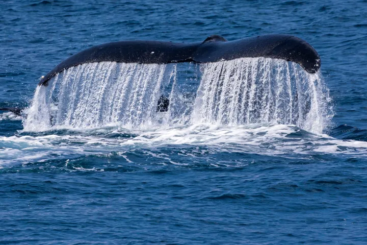 whale's tail breaching water