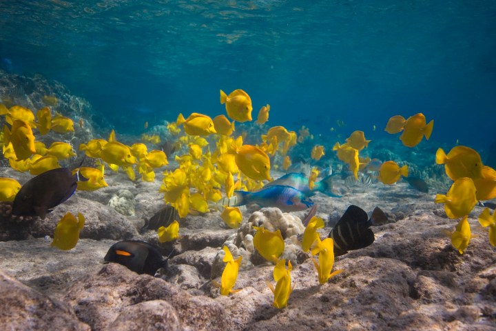 yellow tang fish