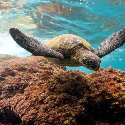 sea turtle swimming near coral reef