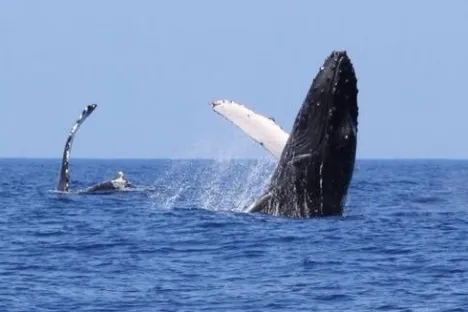 whale breeching