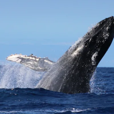 whale breeching