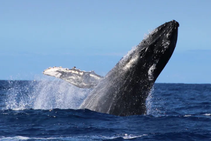 whale breeching