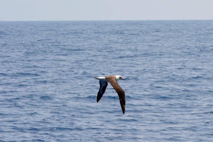 A bird with brown and white plumage flying over the ocean.