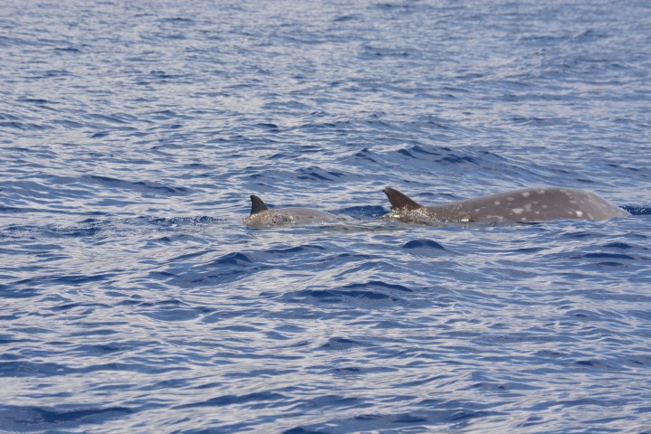 Two beaked whales partially submerged in blue ocean water.