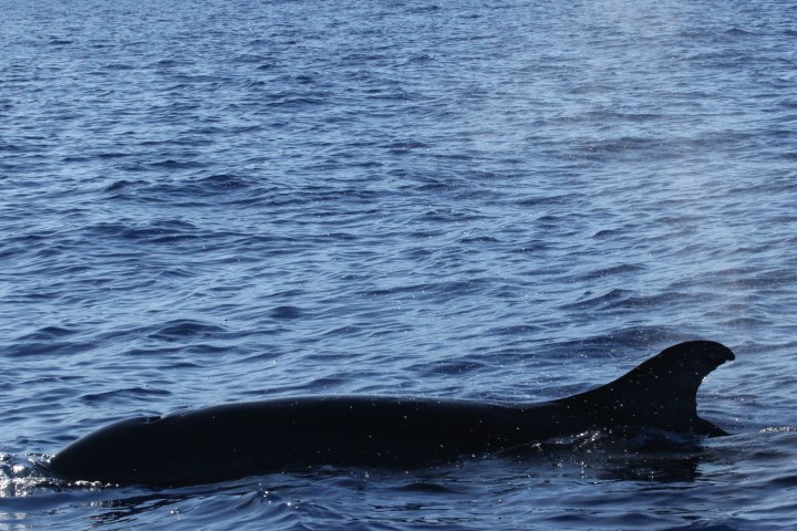 A whale surfacing in the ocean with visible dorsal fin.