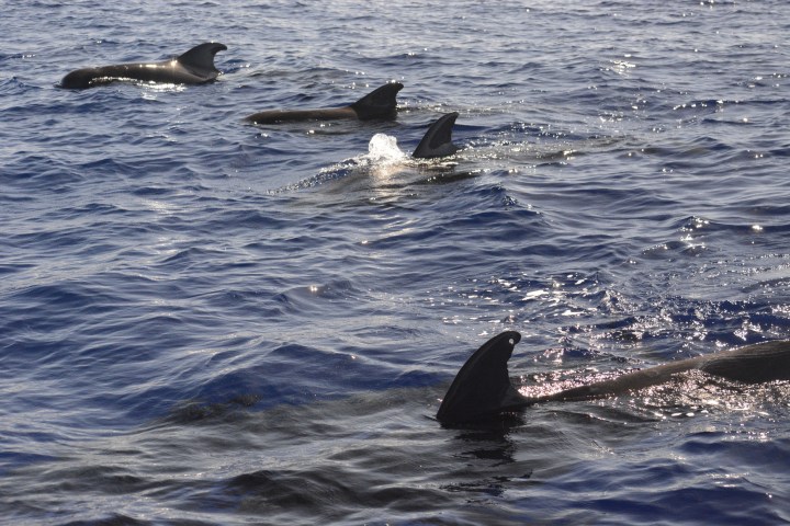 Several dolphins swim in the ocean with fins visible above water.