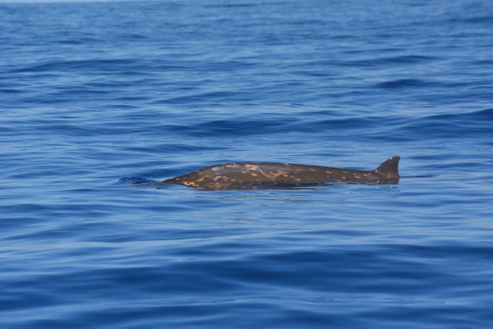 Sperm whale swimming in calm blue ocean waters.