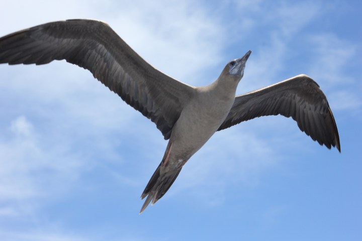Bird soaring with outstretched wings against a blue sky.