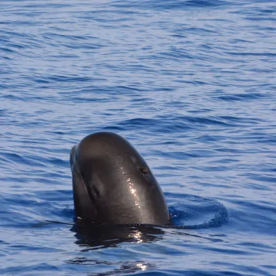 a whale swimming in a body of water