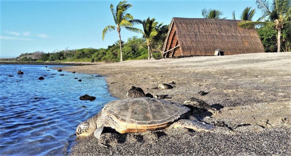 a turtle in the water