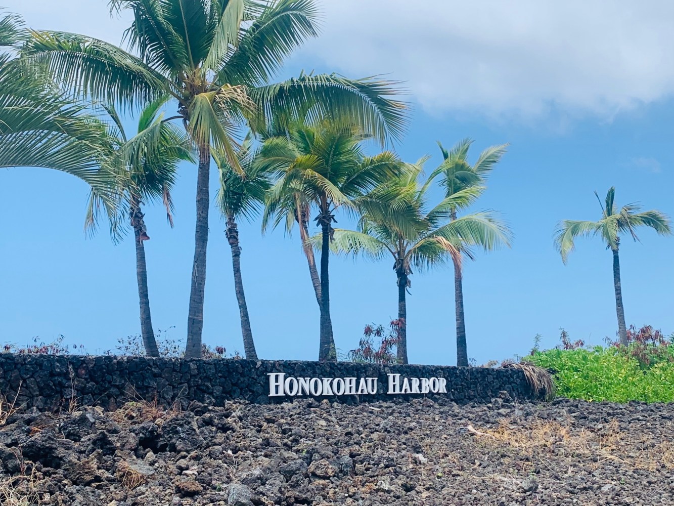 a group of palm trees next to a tree