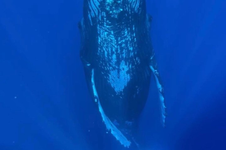 Humpback whale swimming underwater in deep blue ocean.